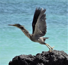 Butorides striata rhizophorae