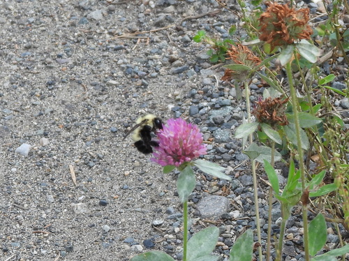 Half-black Bumble Bee