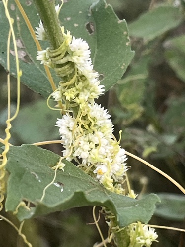 pretty dodder