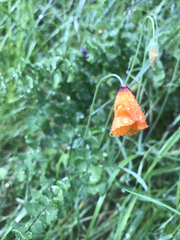 Papaver heterophyllum