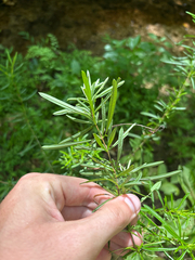 author not stated, no rights reserved Hypericum densiflorum, photograph author not stated, no rights reserved