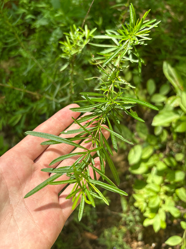 Hypericum densiflorum
