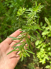 author not stated, no rights reserved Hypericum densiflorum, photograph author not stated, no rights reserved