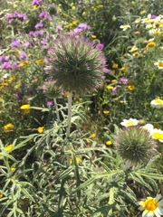 Echinops strigosus