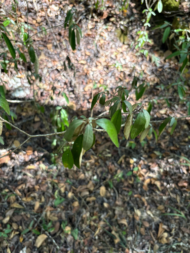 Croton alabamensis, photograph 6