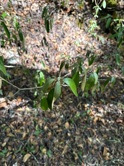 Croton alabamensis, photograph author not stated, no rights reserved