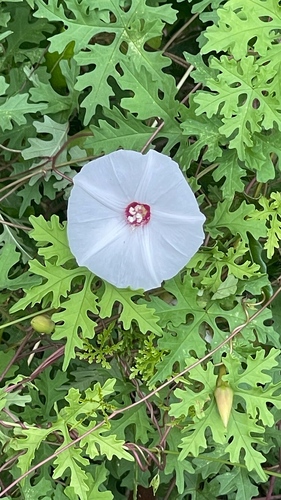 Alamo vine