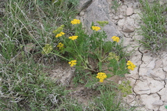 Cymopterus