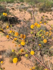Vachellia vernicosa