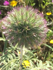 Echinops strigosus