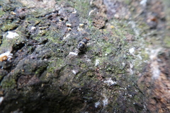 Lauxanioidea