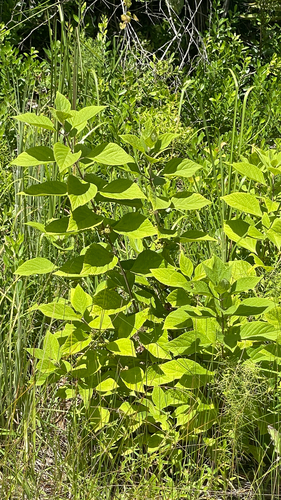 American beautyberry
