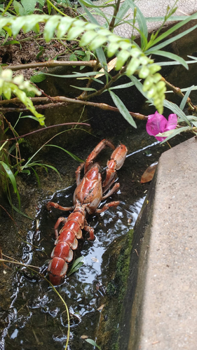 scorpion mud lobster