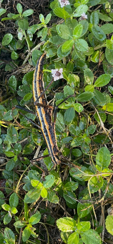 Southern Two-striped Walkingstick