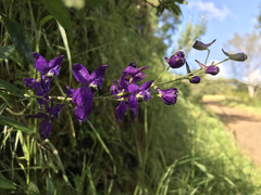 Delphinium patens