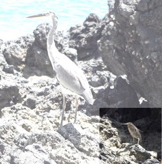 Butorides striata rhizophorae