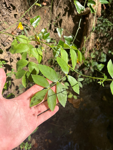 Oxypolis rigidior, photograph 5
