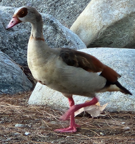 iNaturalist: (c) deborabz34, some rights reserved (CC BY-NC) iNaturalist image