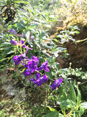 Delphinium patens