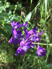 Delphinium patens