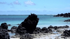 Butorides striata rhizophorae