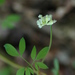 Climbing Corydalis - Photo (c) Bas Kers (NL), some rights reserved (CC BY-NC-SA)