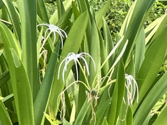 Hymenocallis latifolia