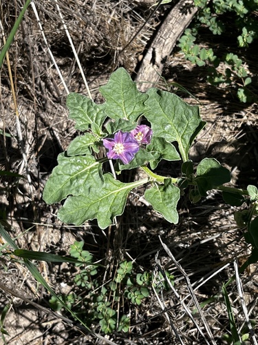 purple groundcherry
