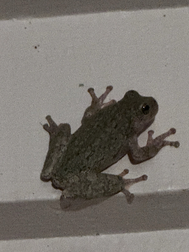Gray Treefrog Species Complex
