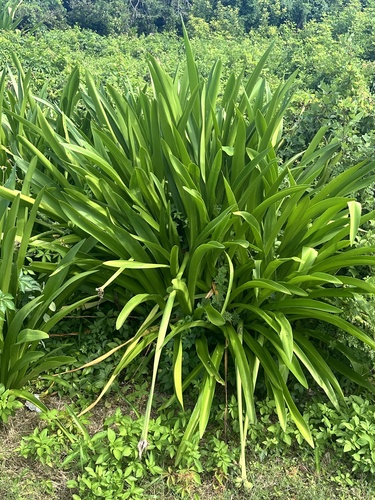 Hymenocallis latifolia, photograph 1