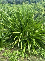 Hymenocallis latifolia, photograph (c) Ashwin Srinivasan, some rights reserved (CC BY)
