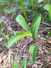 Polygonatum odoratum