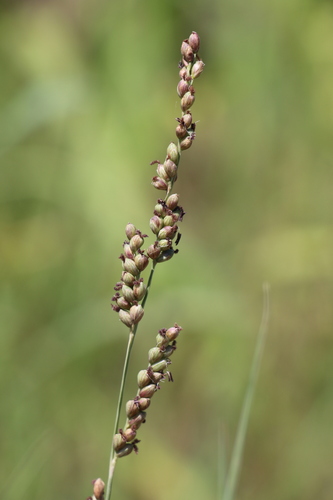 Hopia obtusa, photograph 2
