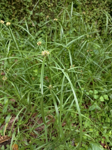 Cyperus aromaticus observed 2026-09-10