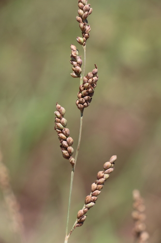 Hopia obtusa, photograph 1