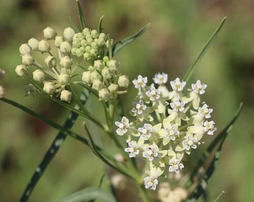 Asclepias subverticillata