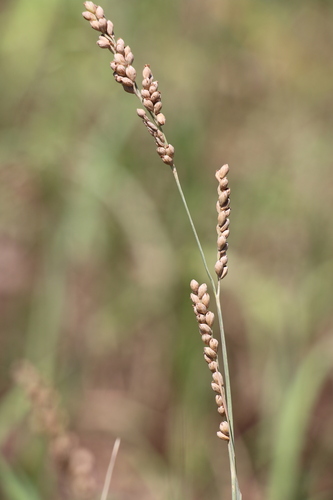 Hopia obtusa, photograph 3