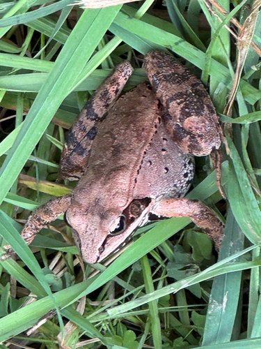 Wood Frog