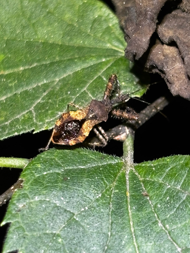 Spiny Assassin Bug