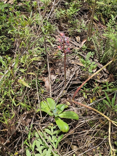 Echeveria subrigida