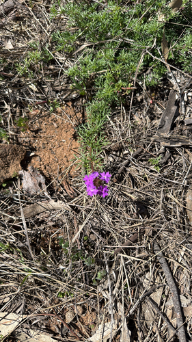 South American mock vervain