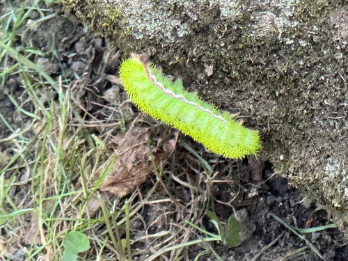 Io Moth