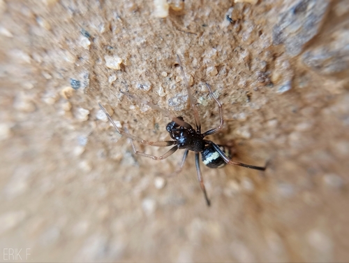 Steatoda anchorata