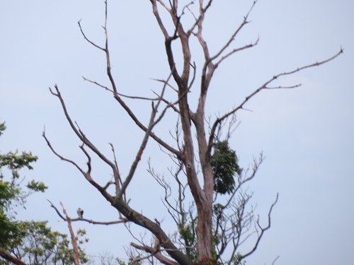iNaturalist image