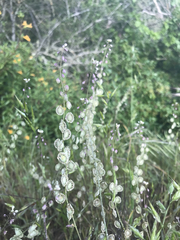 Thysanocarpus curvipes