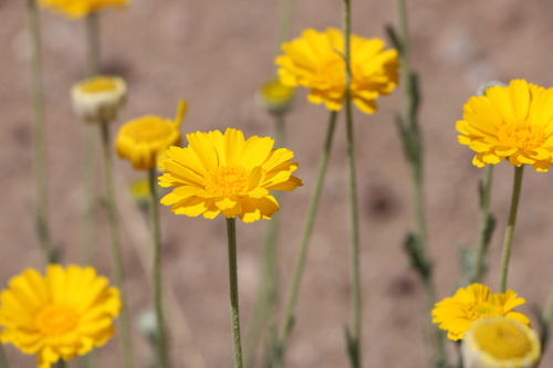 Baileya multiradiata