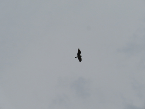 iNaturalist image