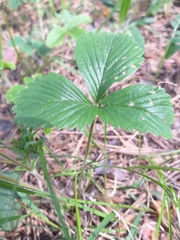 Fragaria viridis