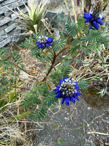 Dalea coerulea, 2026-09-09