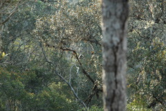 Propithecus diadema